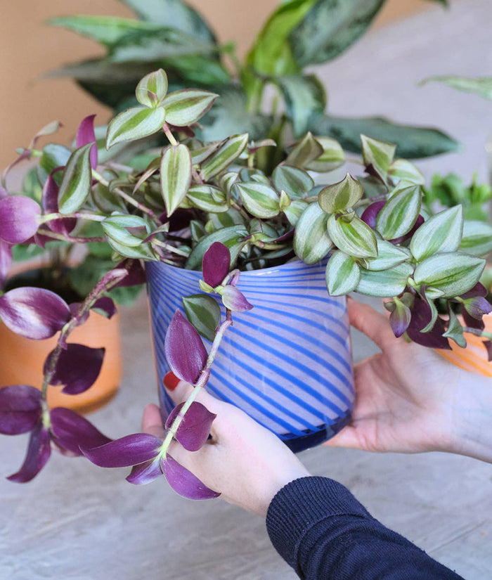 Blue Medium Spiral Glass Planter