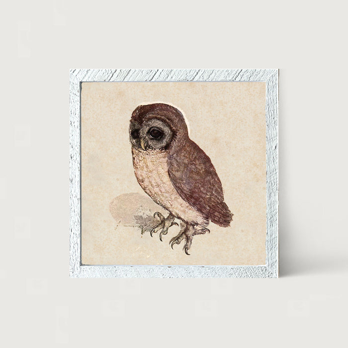 Vintage owl - Framed art